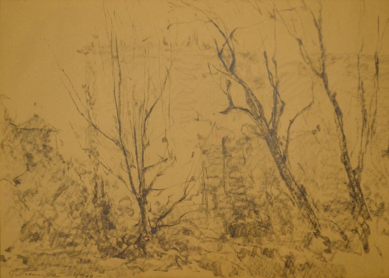 1949 - Alberi a villa Lancellotti